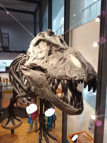 大きな恐竜の頭の化石
